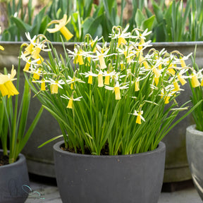 Snipe - Narcissus - Fluwel