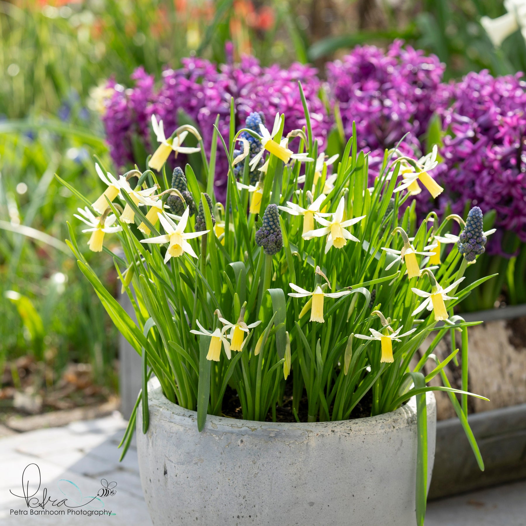 Snipe - Narcissus - Fluwel