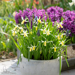 Snipe - Narcissus - Fluwel