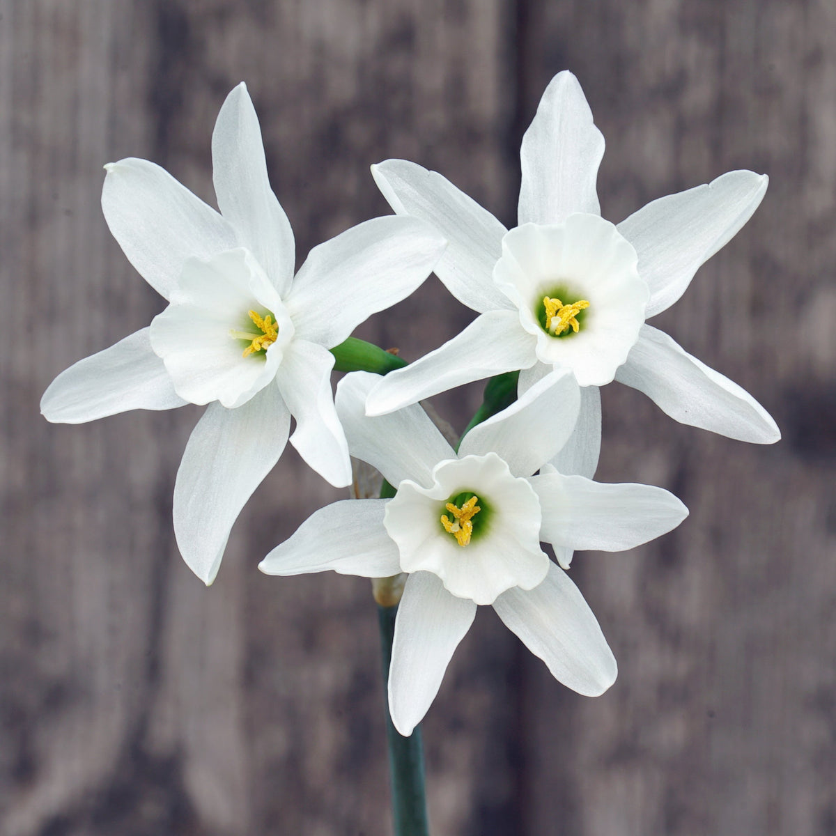 Snow Blossom - witte narcis - Fluwel