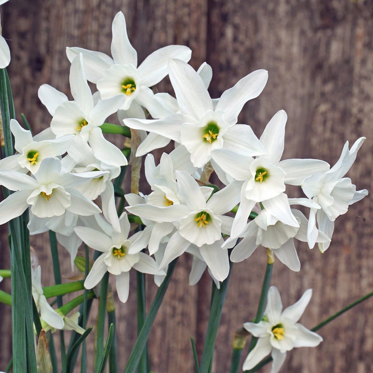 Snow Blossom - witte narcis - Fluwel