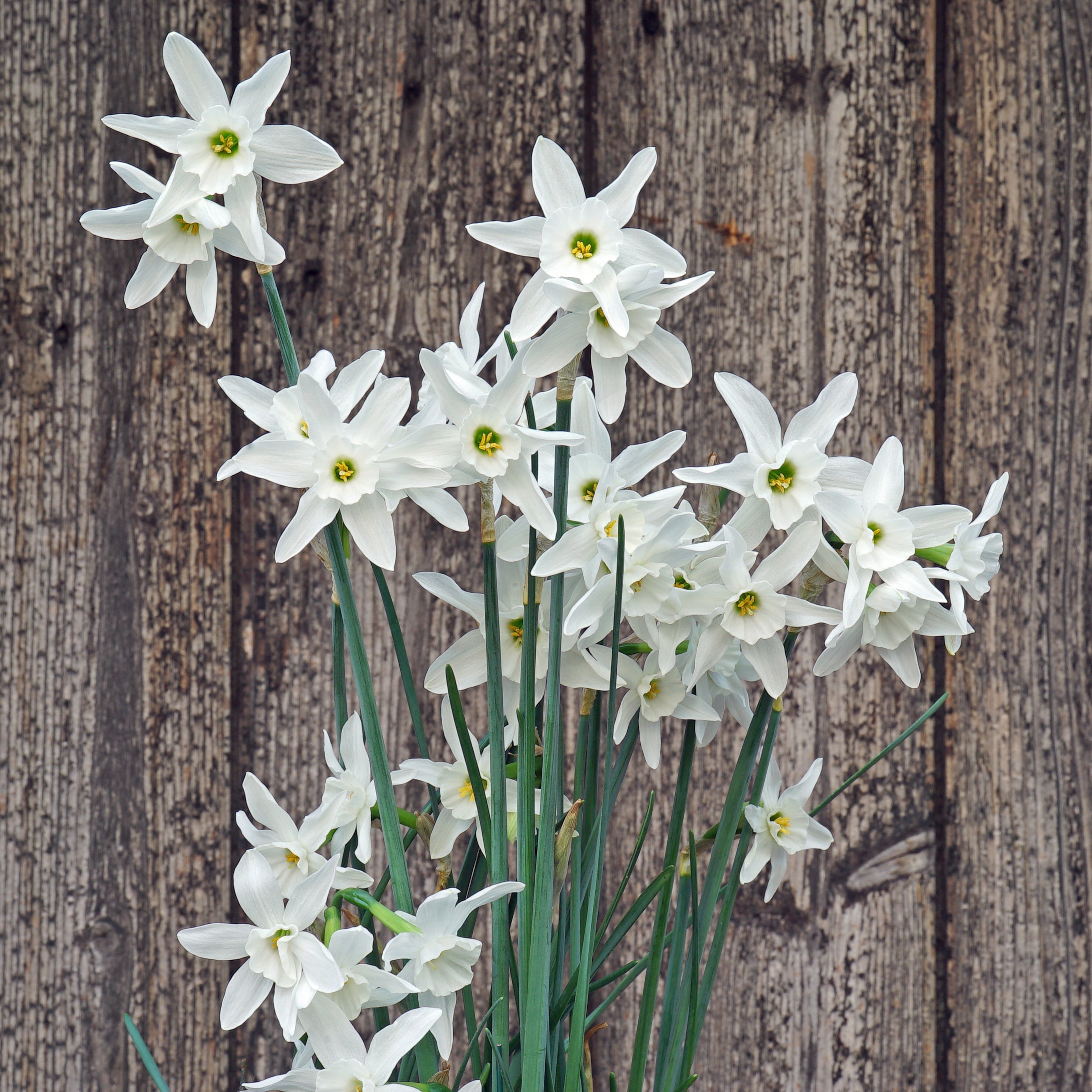 Snow Blossom - Special Narcissus - Fluwel