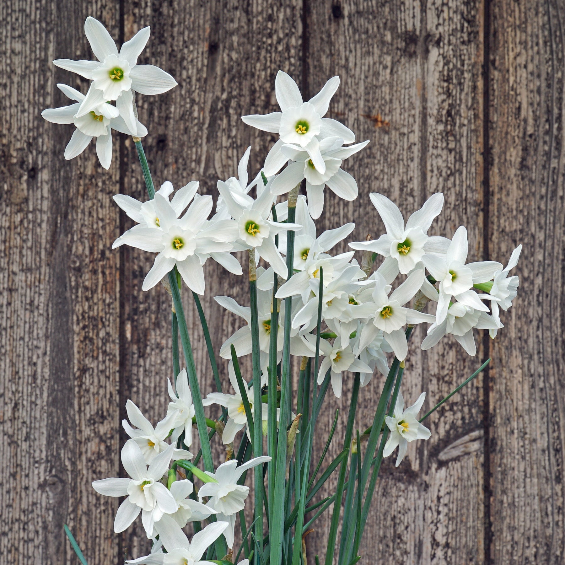Snow Blossom - Special Narcissus - Fluwel