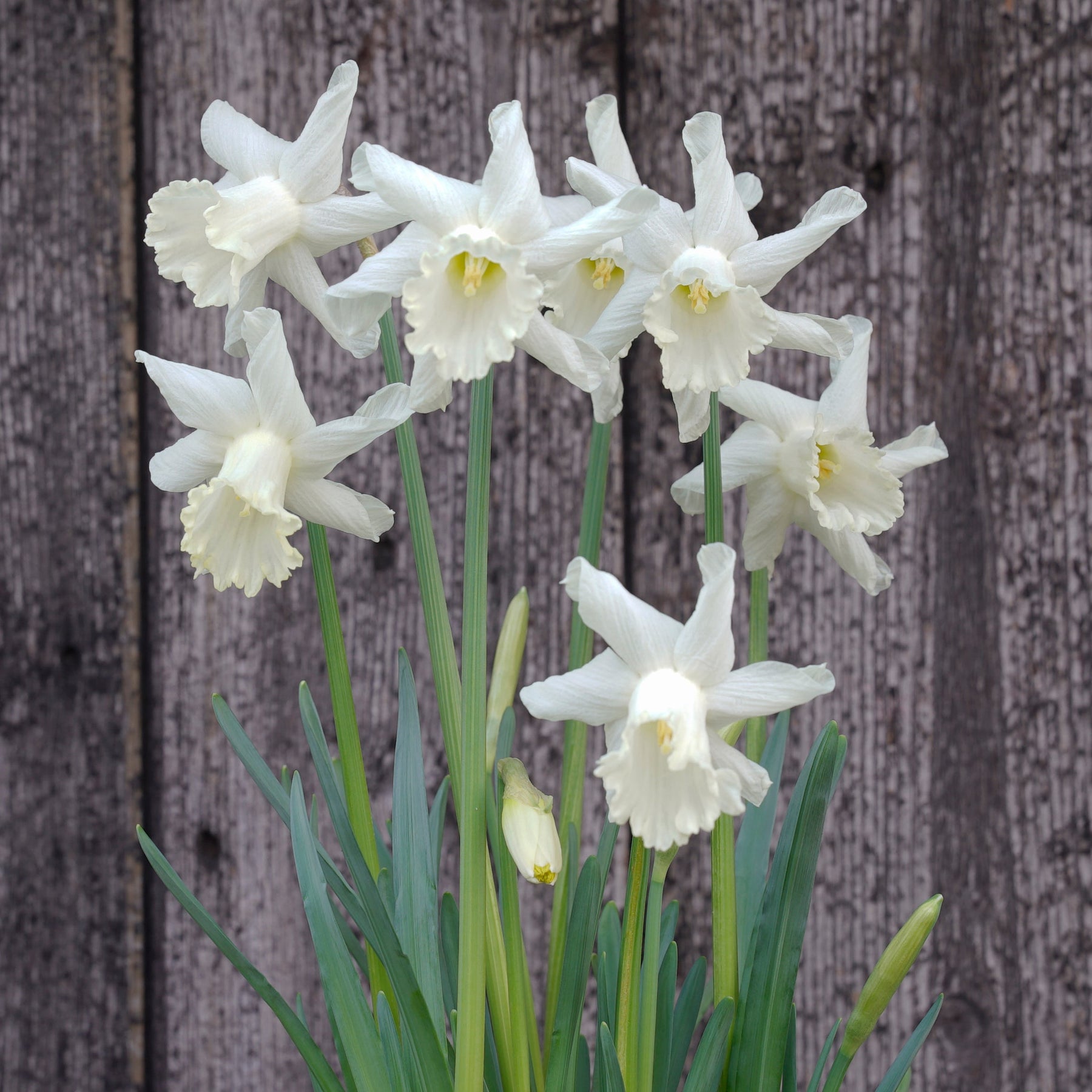 Snowcarpet - Special Narcissus - Fluwel