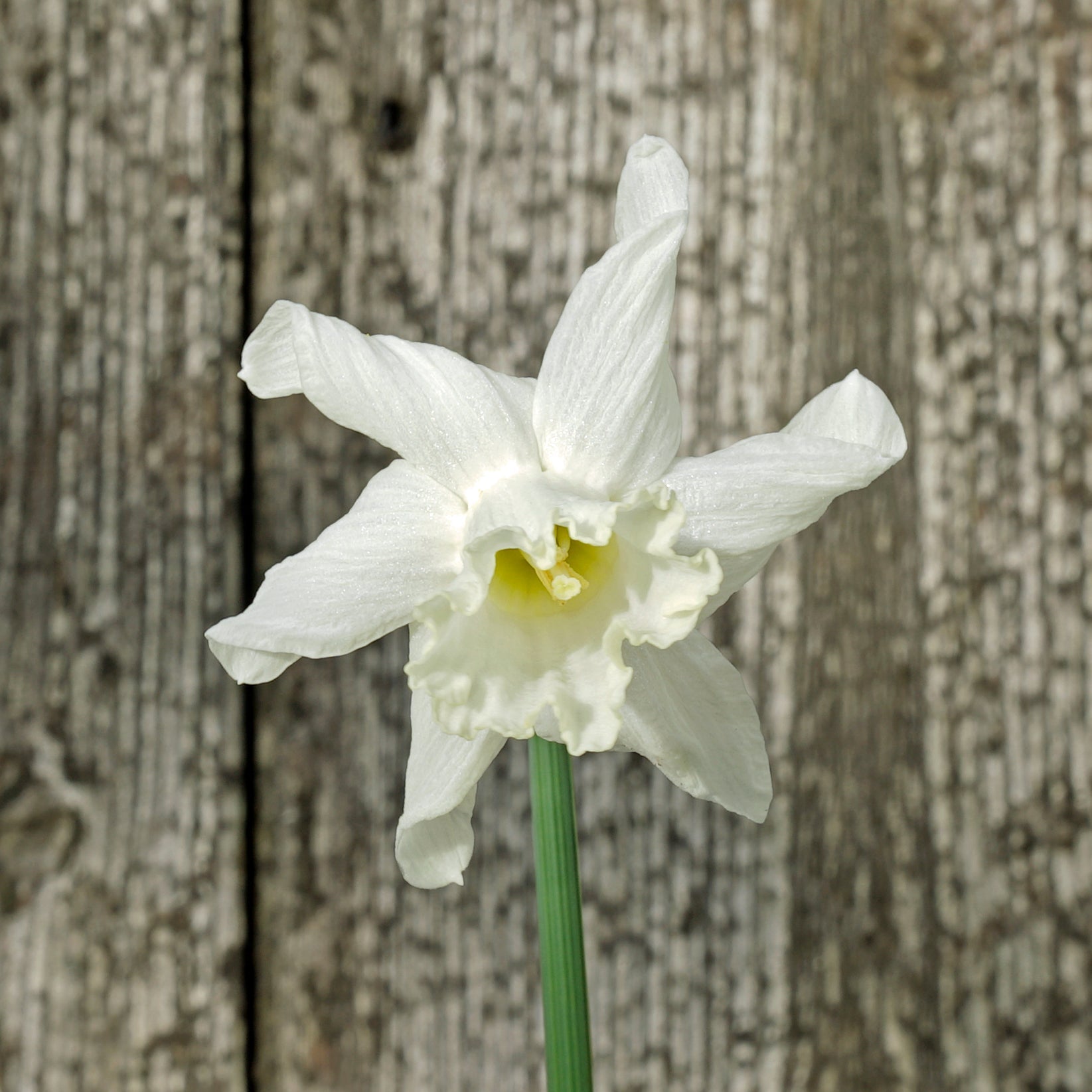 Snowcarpet - Special Narcissus - Fluwel