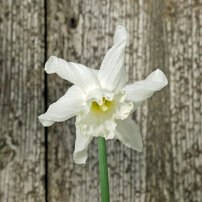 Snowcarpet - Special Narcissus - Fluwel