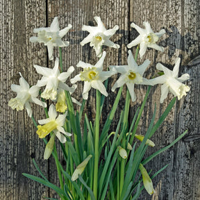 Snowcarpet - Special Narcissus - Fluwel
