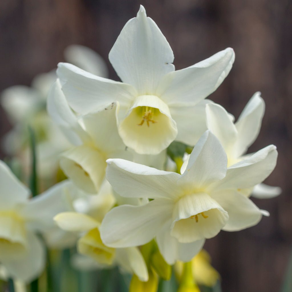 Sol Sister - witte Triandrus narcis - Fluwel