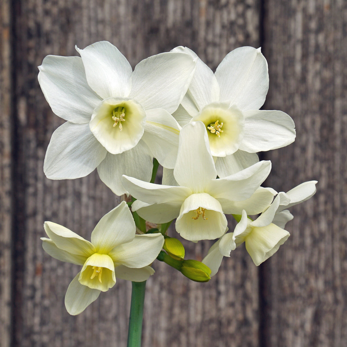 Sol Sister - witte Triandrus narcis - Fluwel