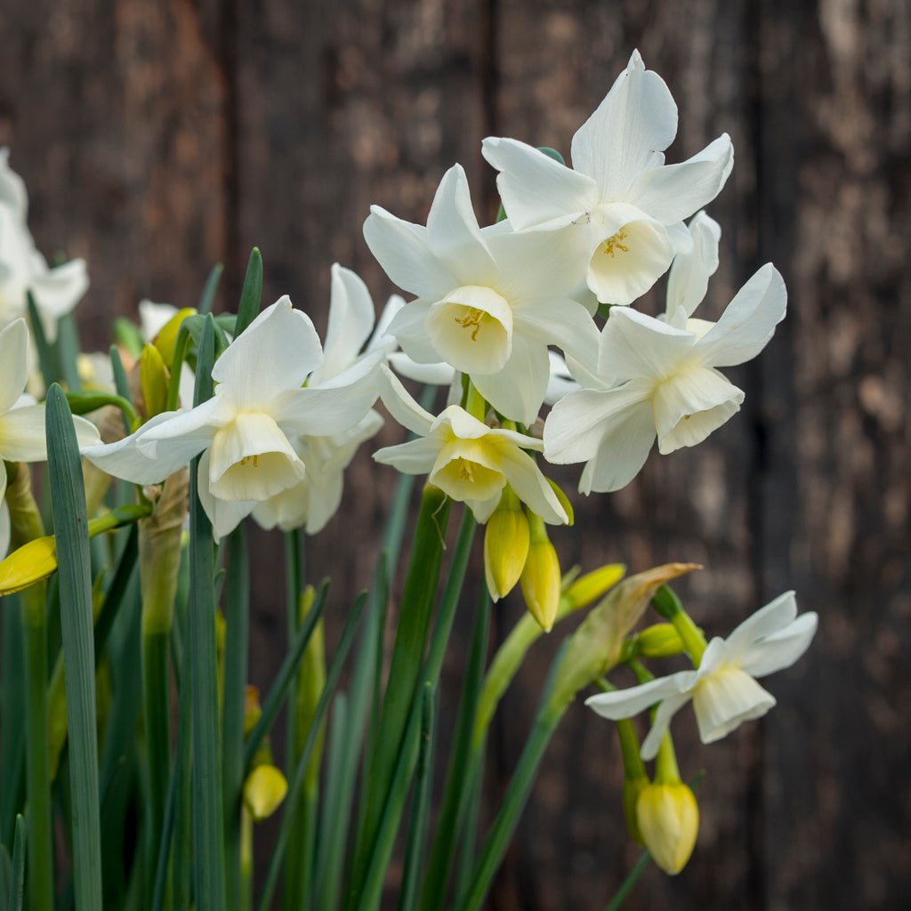 Sol Sister - Special Narcissus - Fluwel