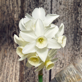 Sol Sister - Special Narcissus - Fluwel