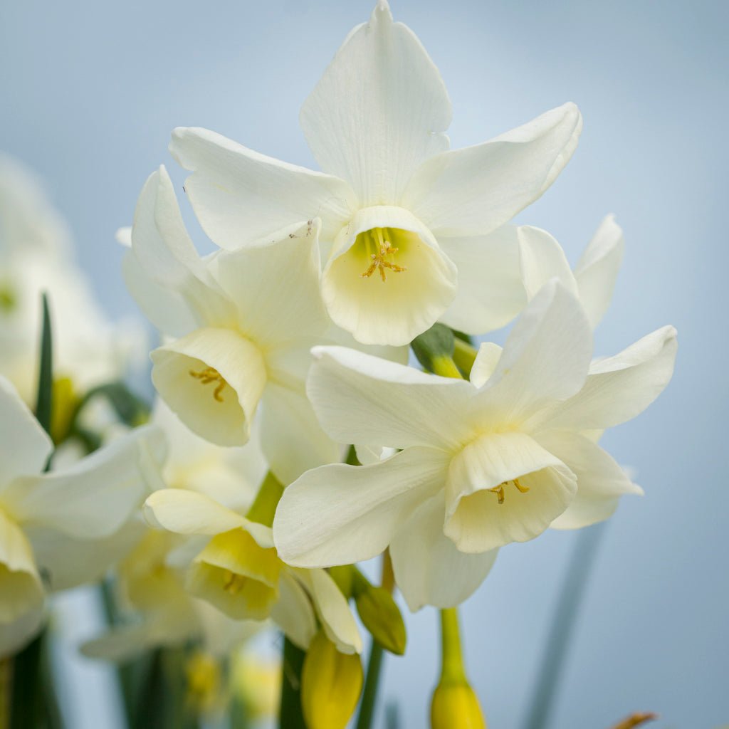 Sol Sister - witte Triandrus narcis - Fluwel