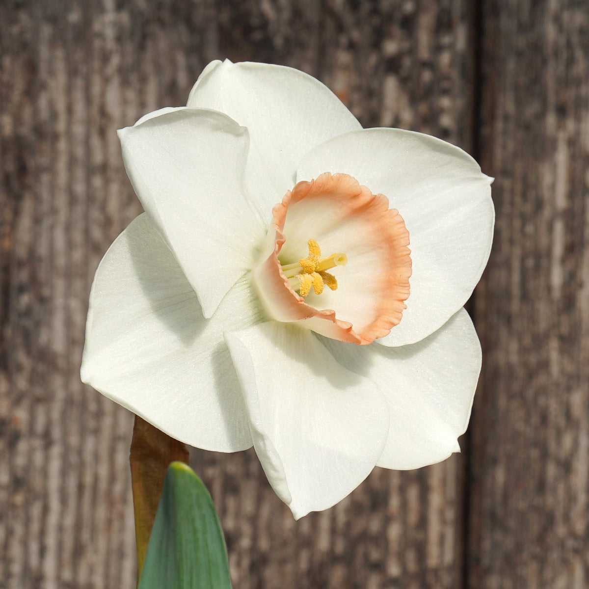 Songket - Special Narcissus - Fluwel