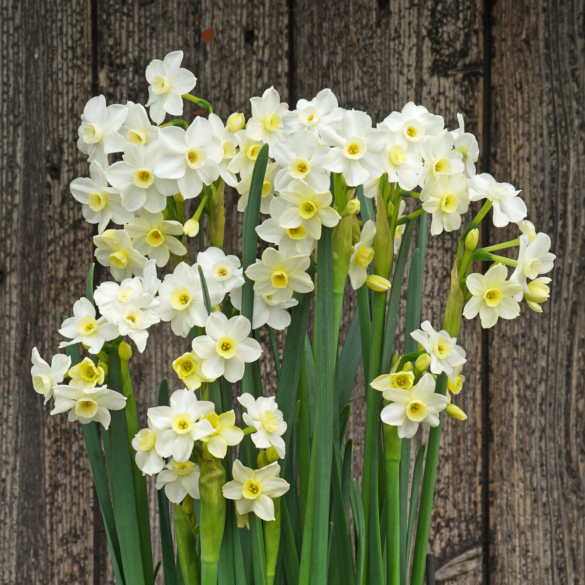 Sparkling Beauty - witte Tazetta narcis - Fluwel