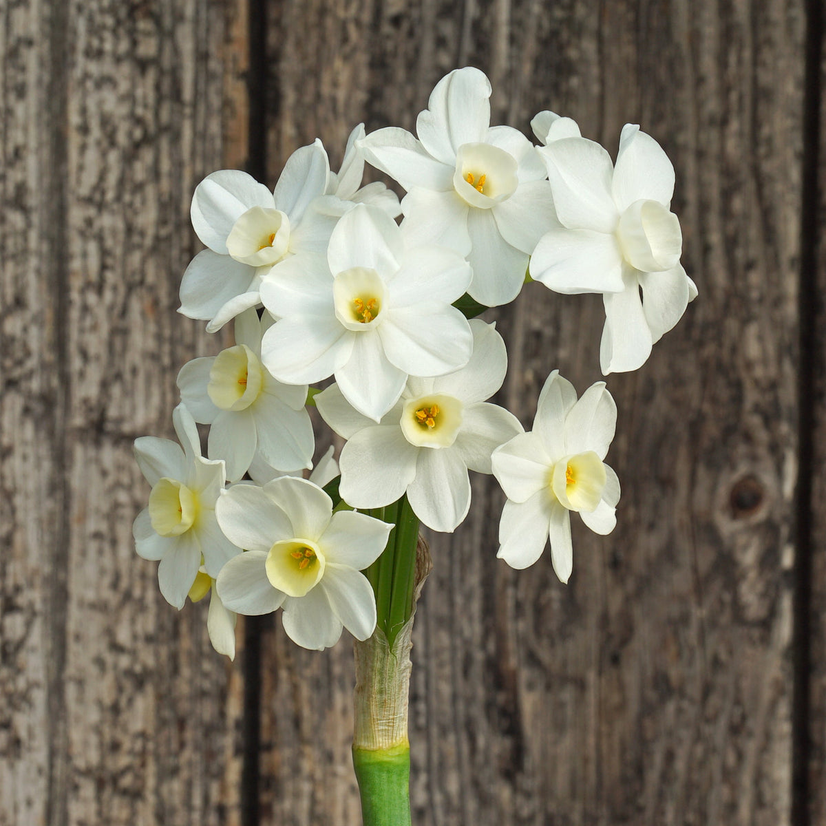 Sparkling Beauty - Special Narcissus - Fluwel