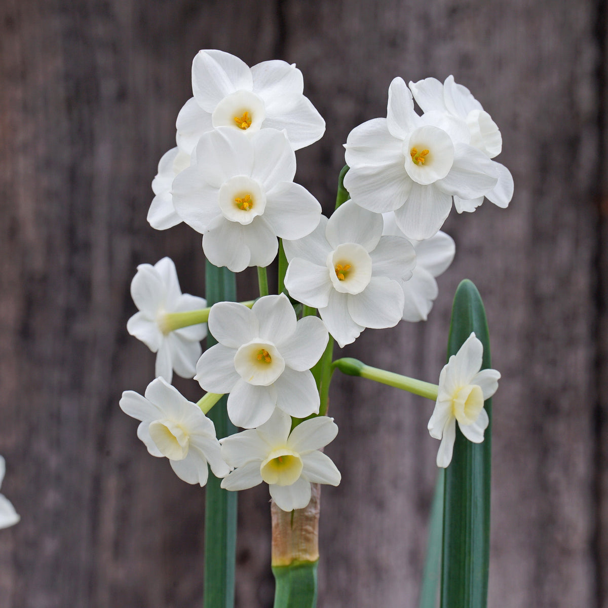 Sparkling Beauty - Special Narcissus - Fluwel