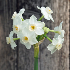 Starry Night - Special Narcissus - Fluwel