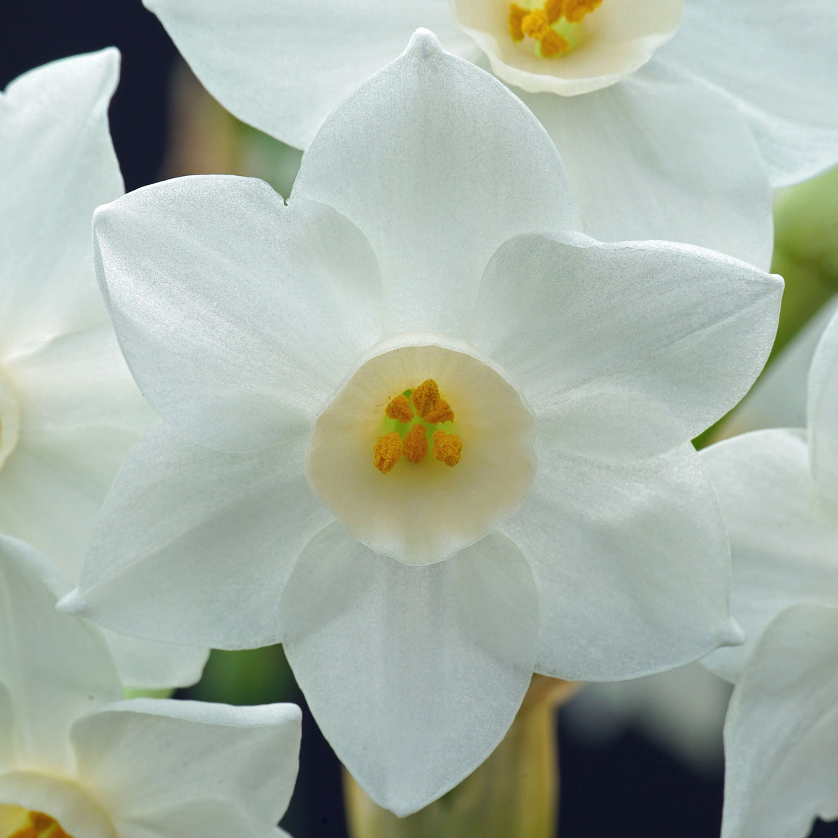 Starry Night - witte Tazetta narcis - Fluwel