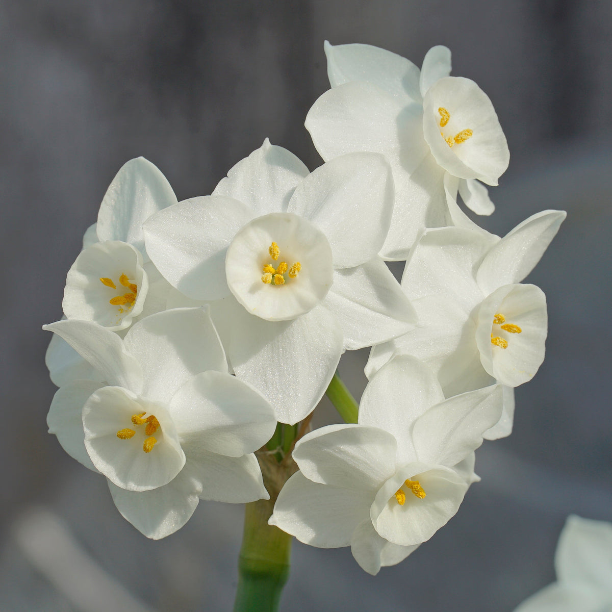 Starry Night - Special Narcissus - Fluwel