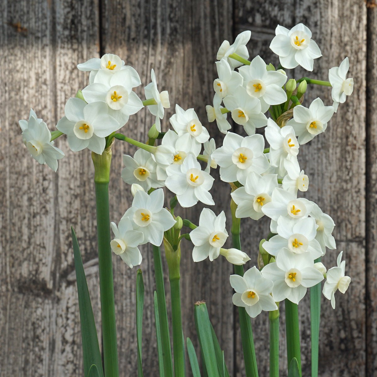 Starry Night - Special Narcissus - Fluwel