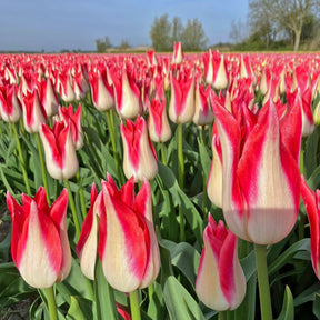 Strawberry Romanoff - Tulips - Fluwel