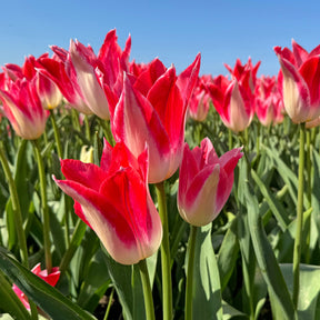 Strawberry Romanoff - Tulips - Fluwel