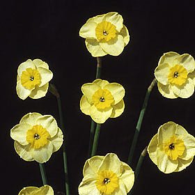 Sun Disc - gele Jonquilla narcis - Fluwel