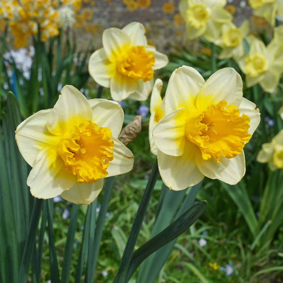 SunDazed - wit-gele Large-cupped narcis - Fluwel
