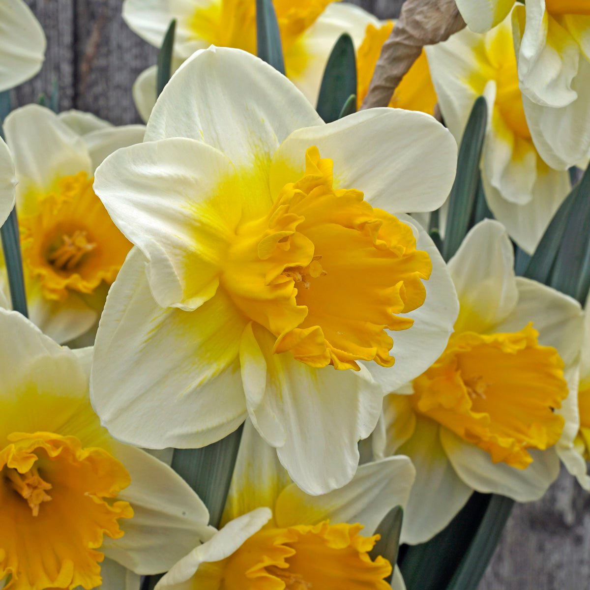 SunDazed - wit-gele Large-cupped narcis - Fluwel