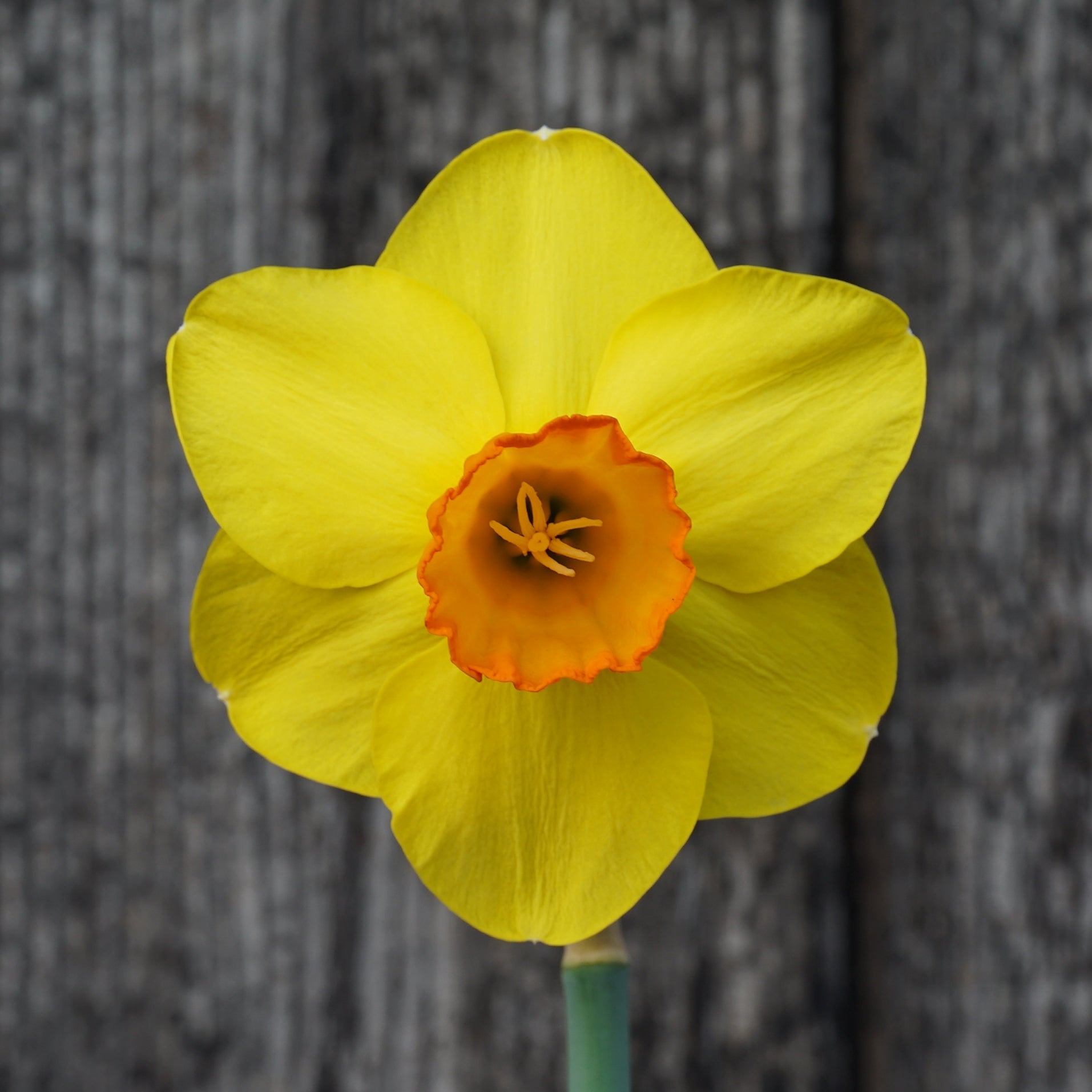 Sunny Choice - Special Narcissus - Fluwel