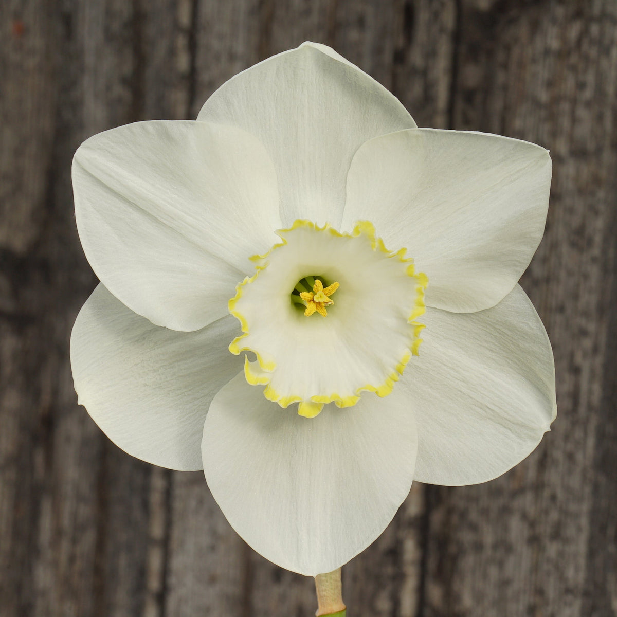 Sunny Ring - Special Narcissus - Fluwel