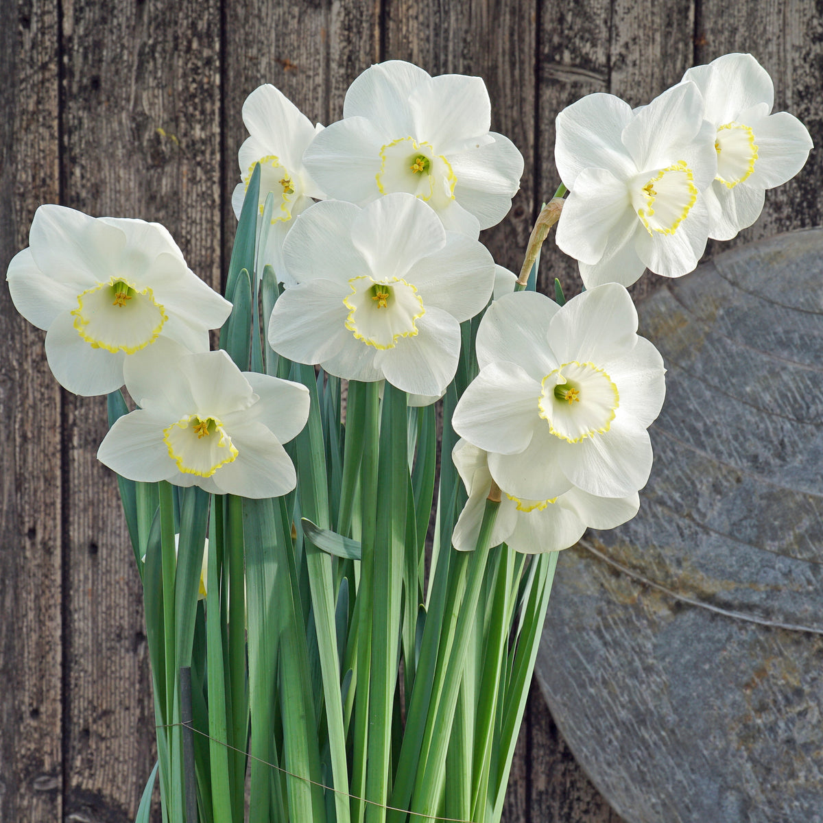 Sunny Ring - wit-gele Large-cupped narcis - Fluwel