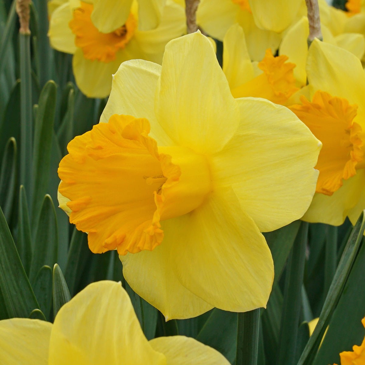 Sunny Sunday - Special Narcissus - Fluwel