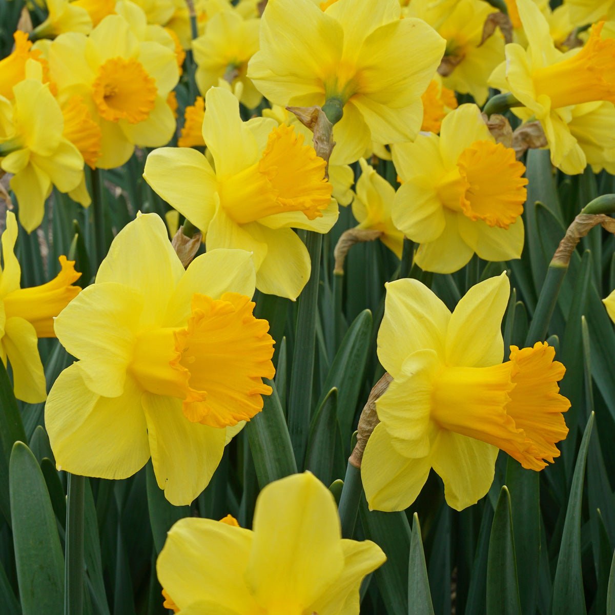 Sunny Sunday - Special Narcissus - Fluwel
