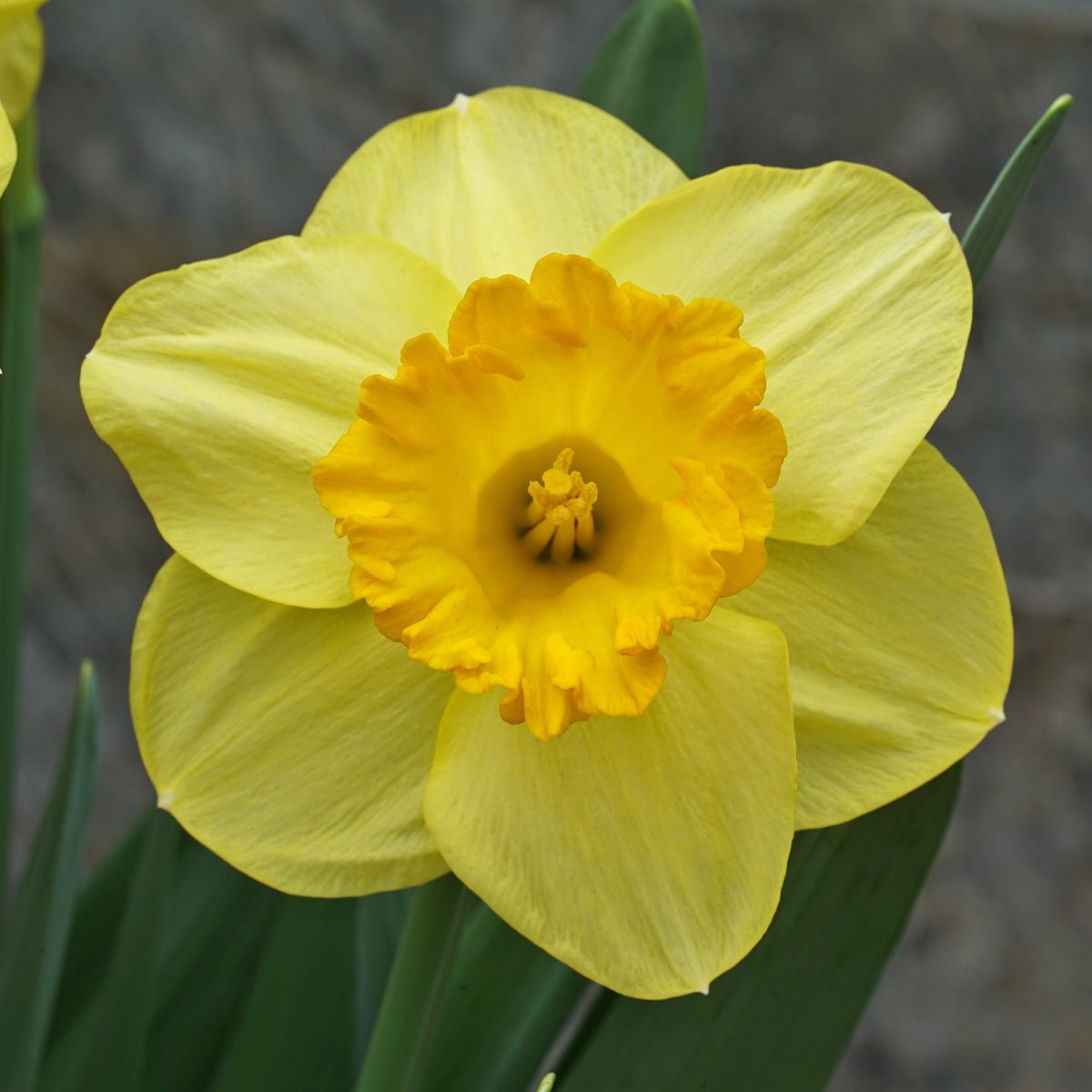 Sunny Sunday - geel-oranje Trumpet narcis - Fluwel