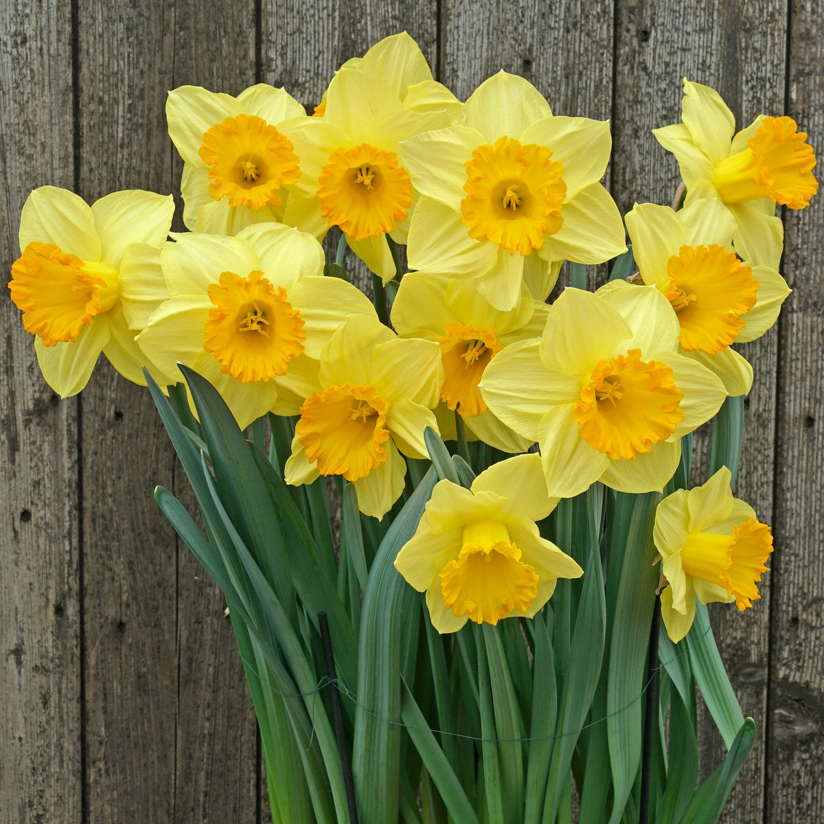 Sunny Sunday - geel-oranje Trumpet narcis - Fluwel
