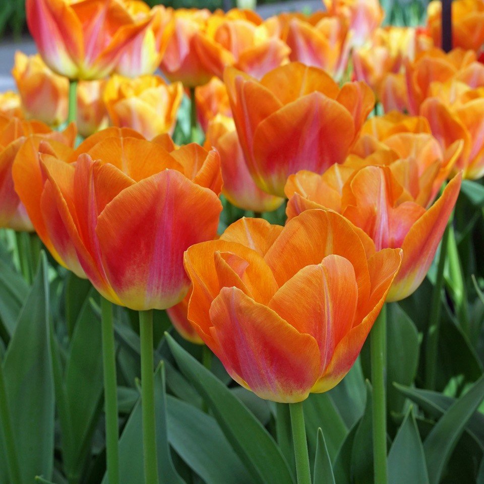 Sunrise Dynasty - Tulips - Fluwel