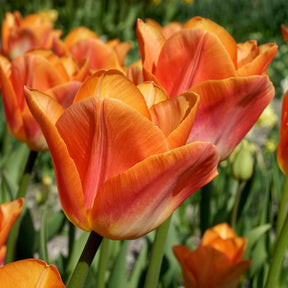 Sunrise Dynasty - Tulips - Fluwel