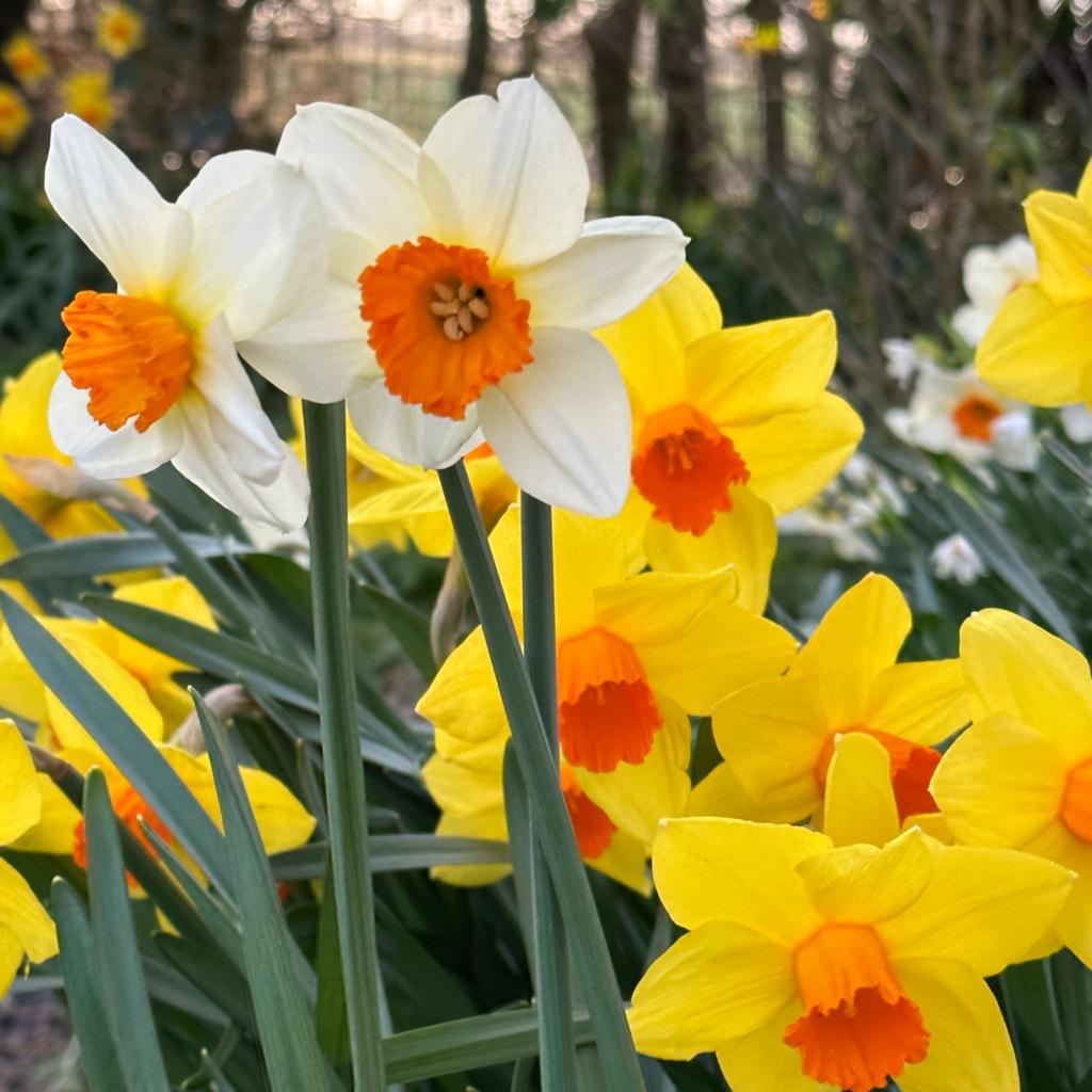 Sunshine Boys™ - kleurrijk bloembollenmengsel - Fluwel