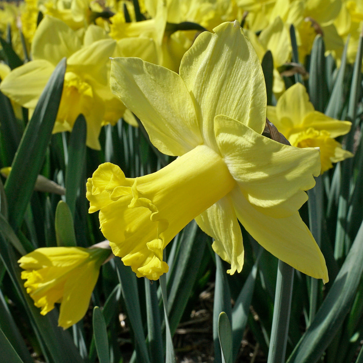 Super Citroen - gele Trumpet narcis - Fluwel