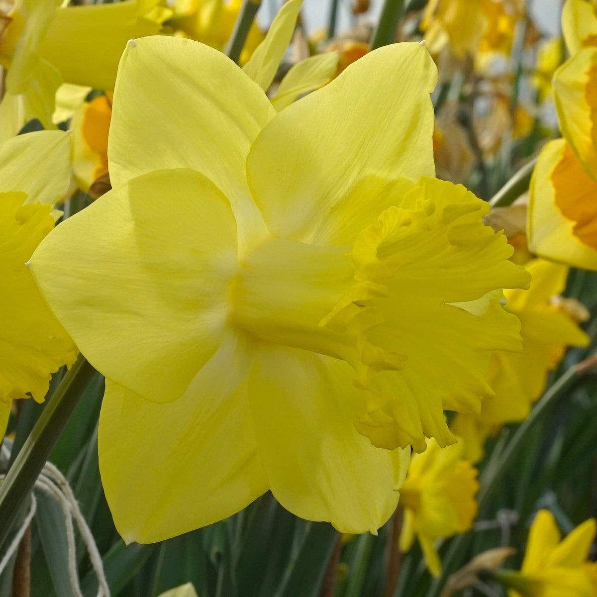Super Citroen - gele Trumpet narcis - Fluwel