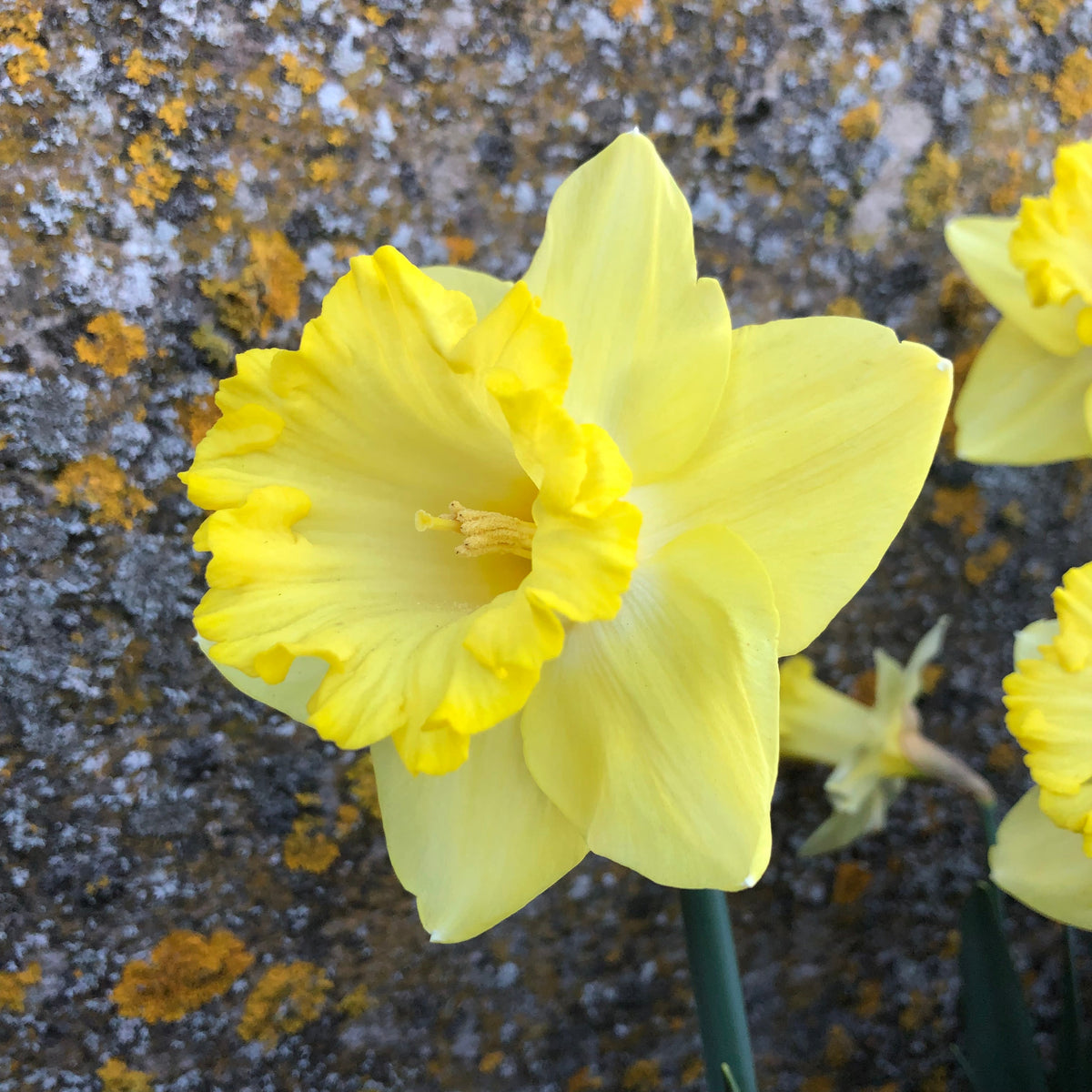 Super Citroen - Special Narcissus - Fluwel