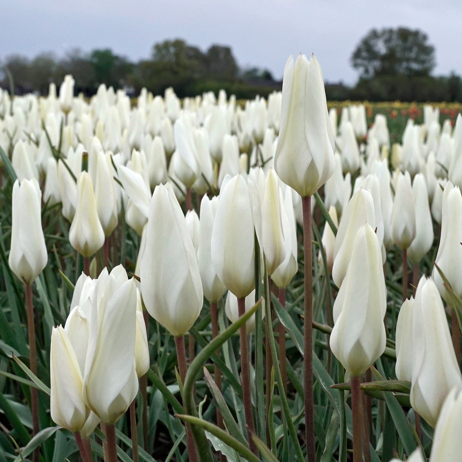 Sylvia - Tulips - Fluwel