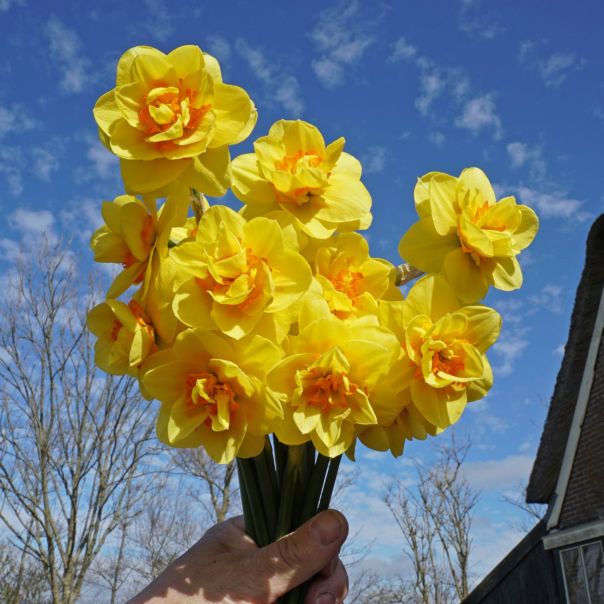 Tamar Fire - geel-oranje Double narcis - Fluwel