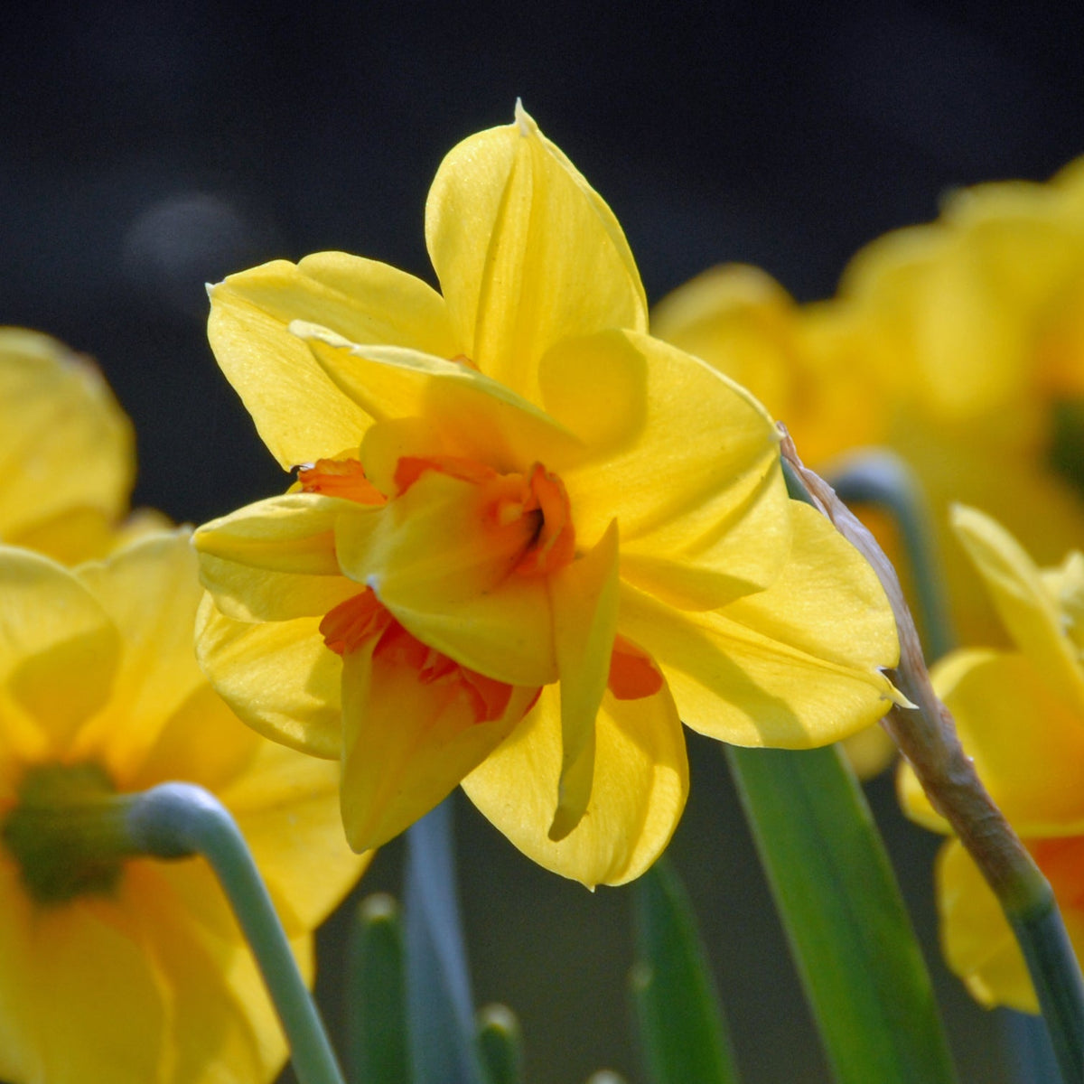 Tamar Fire - geel-oranje Double narcis - Fluwel