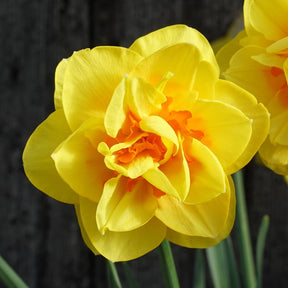 Tamar Fire - Narcissus - Fluwel