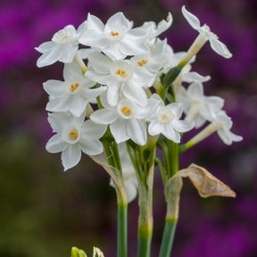 Tazetta pachybolbus - Special Narcissus - Fluwel
