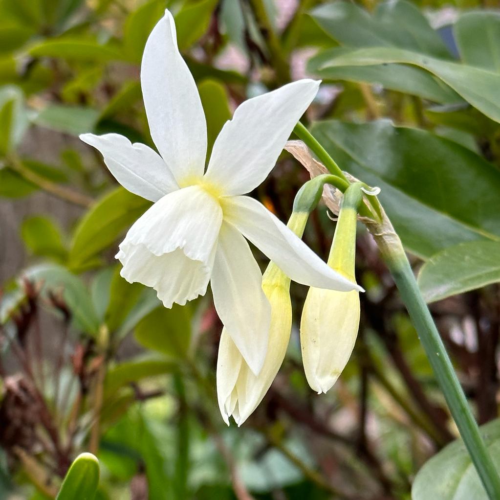 Thalia - Narcissus - Fluwel