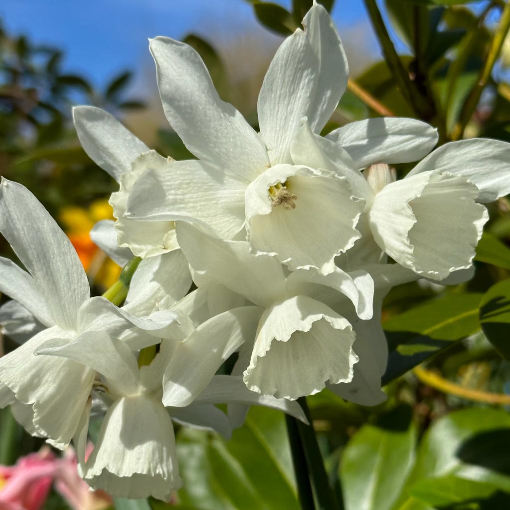 Thalia - Narcissus - Fluwel