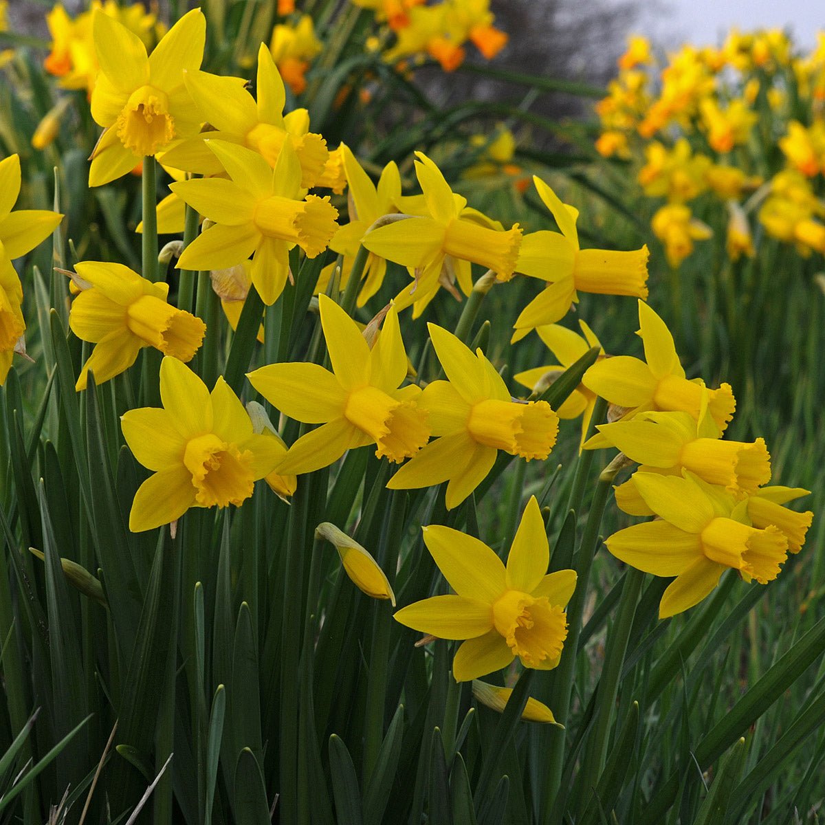 The Alliance - Special Narcissus - Fluwel